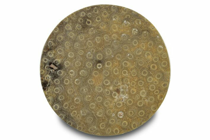 Polished Fossil Rugose Coral Slab - Morocco #276089